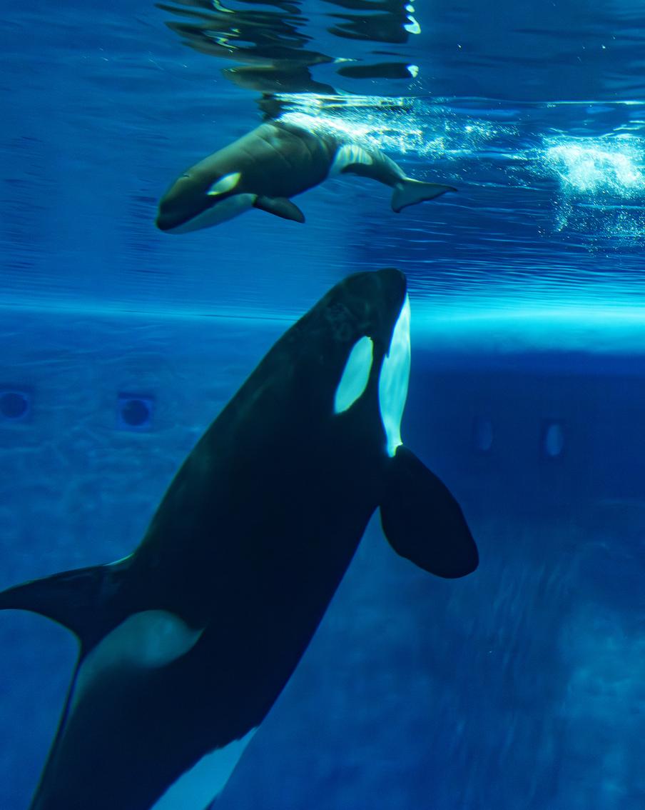 Почему умер детёныш косатки Наи, впервые рождённый в искусственной среде обитания