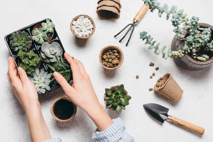 Главные вопросы о суккулентах: как поливать, размножать и выбрать самый неприхотливый вид