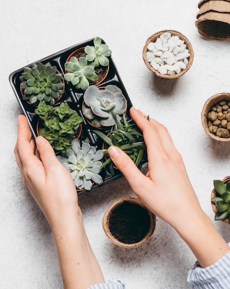 Главные вопросы о суккулентах: как поливать, размножать и выбрать самый неприхотливый вид