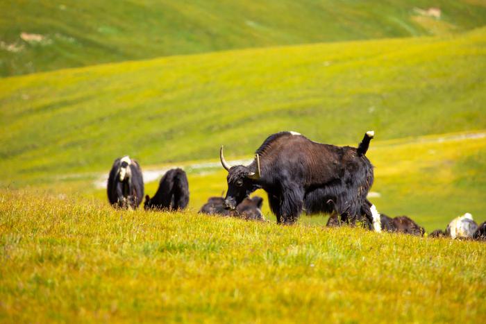 В Китае впервые клонировали тибетских коров