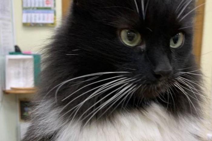 Заведующая библиотекой приютила кота, которого ранее выгнали оттуда. Но читатели хотят вернуть пушистого обратно