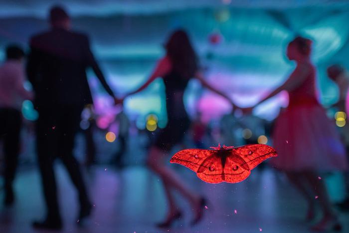 Фотограф запечатлел, как бабочка заворожённо наблюдала за танцами на свадьбе