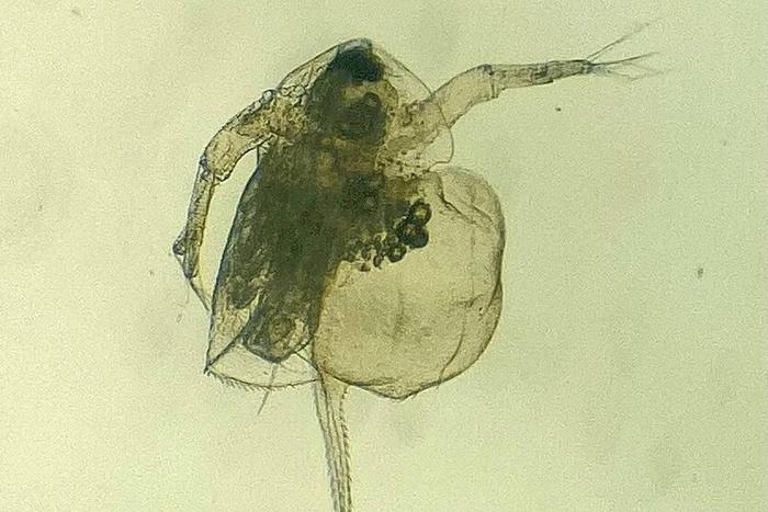 Дафнии теряют красоту из-за человека: как нанопластик губит маленьких рачков