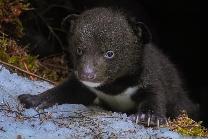В фильме "Я – медведь" снялись сразу два мишки. Узнали, как и где берут медвежат для съёмок