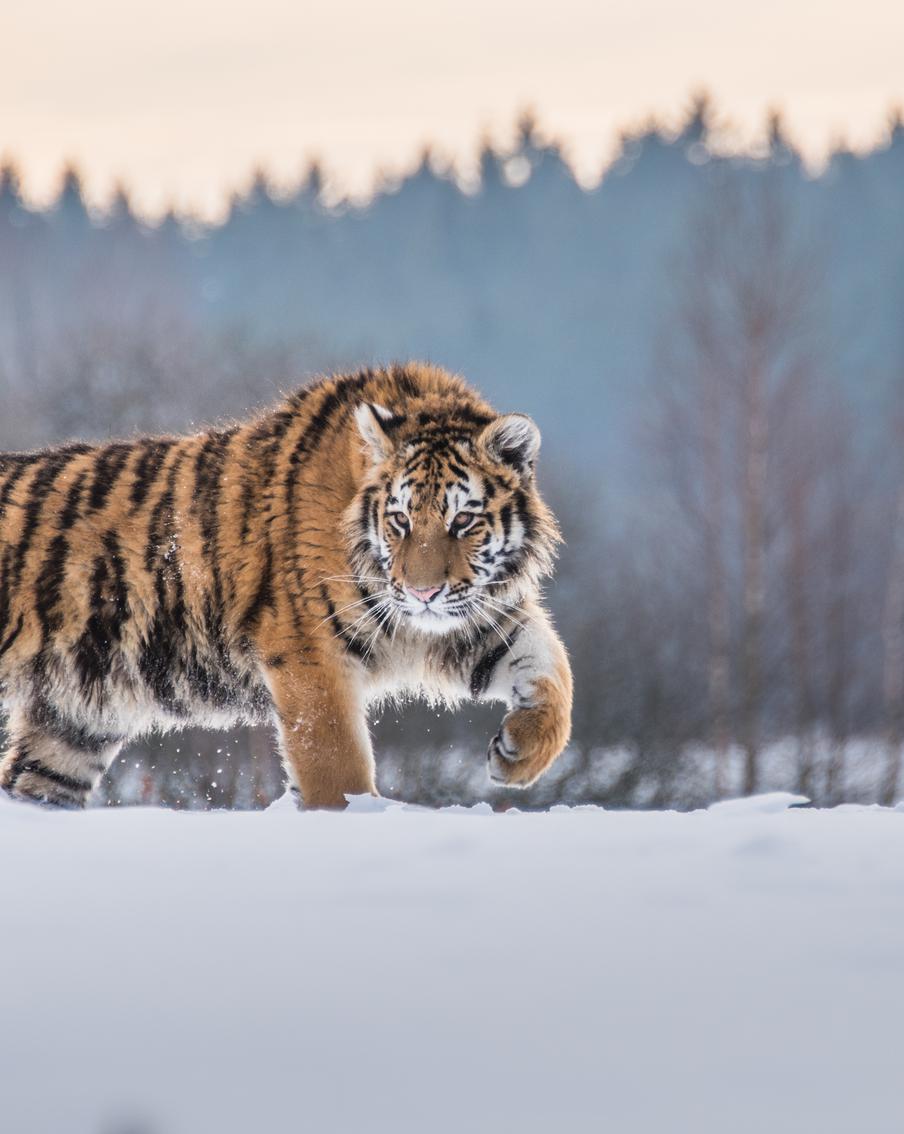 Краснокнижные тигры наносят ответный удар. Как вчерашние жертвы сами стали охотниками