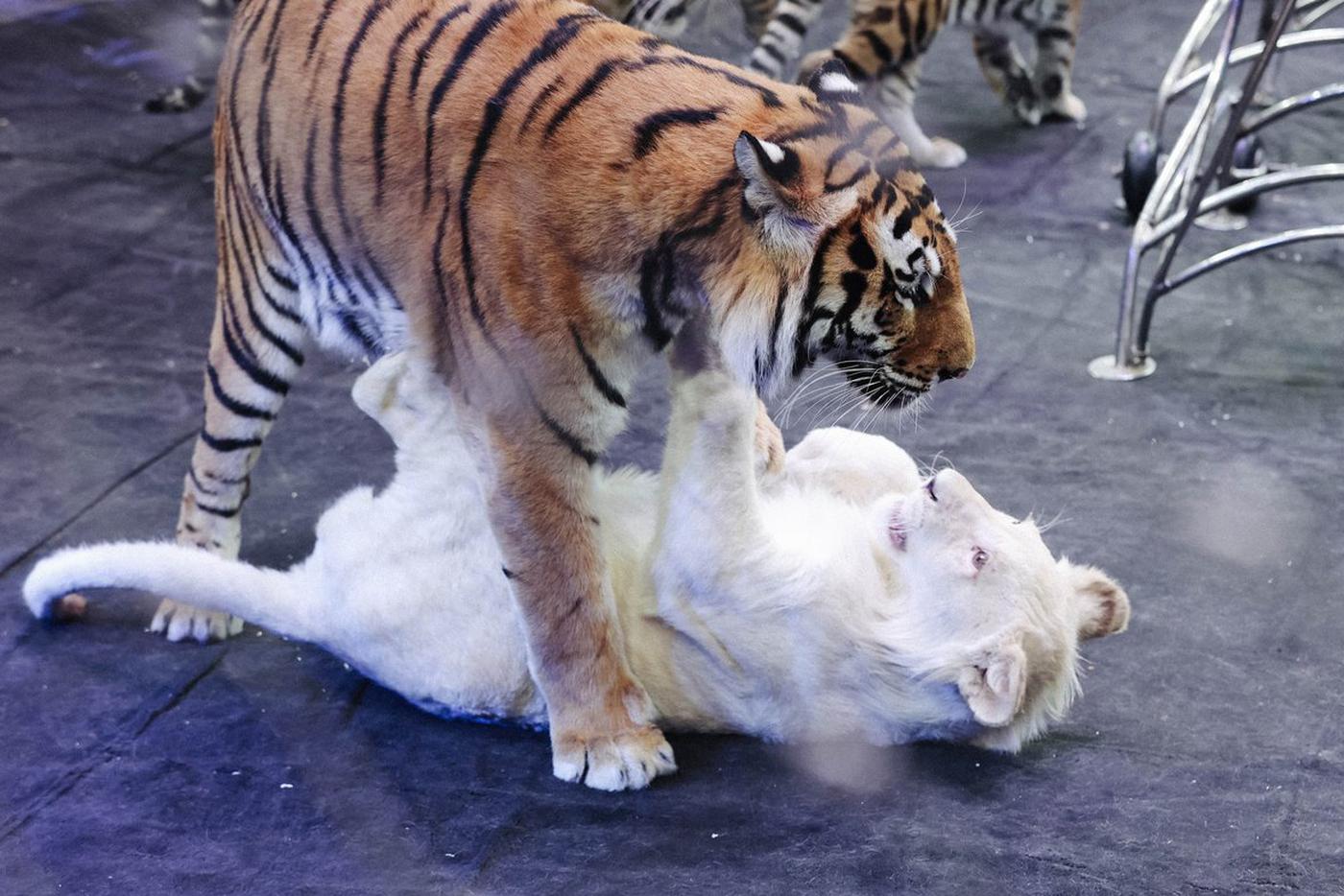 Москвичам показали львёнка из Мариуполя: репортаж Metro из Большого Московского цирка