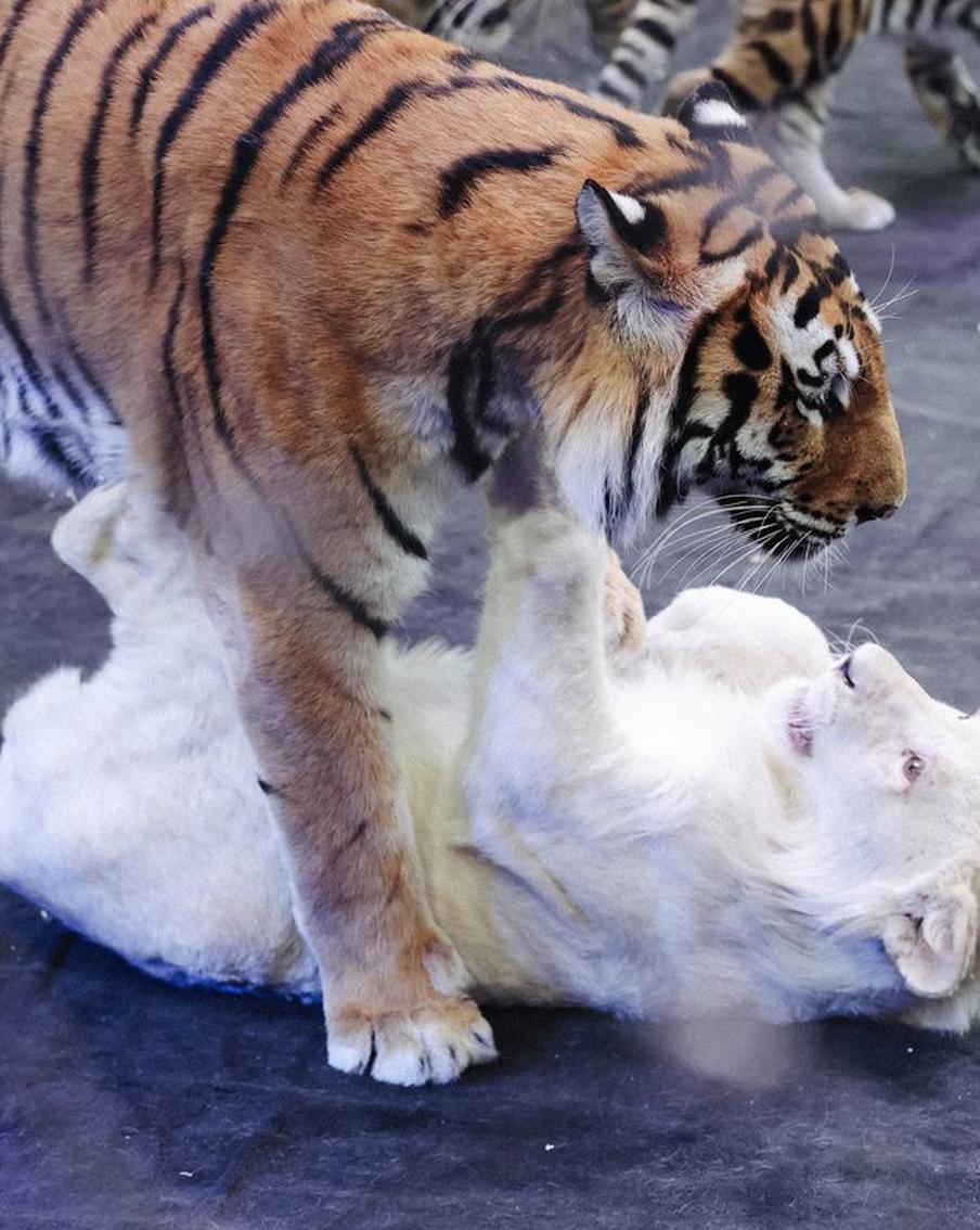 Москвичам показали львёнка из Мариуполя: репортаж Metro из Большого Московского цирка