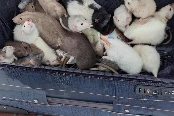 "Нет предела человеческой жестокости": крысок оставили умирать в дряхлом чемодане