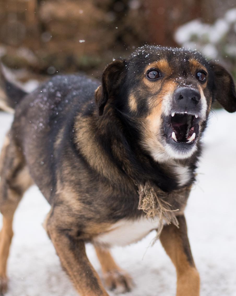 В Приангарье стая собак набросилась на ребёнка