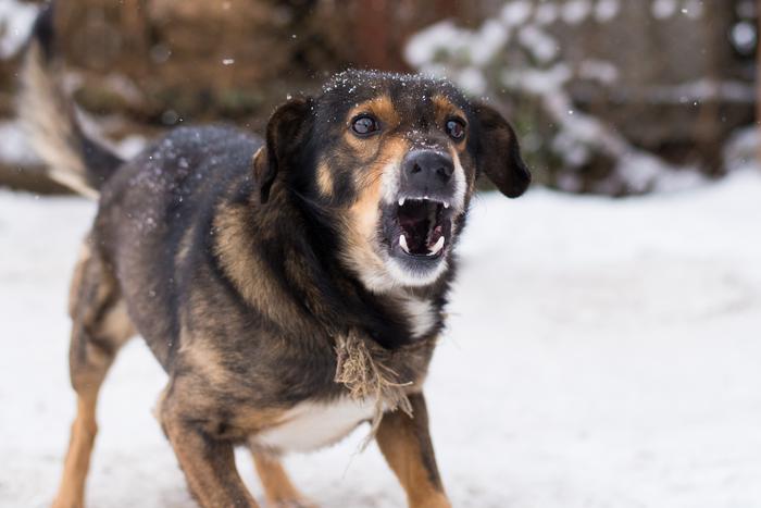 В Приангарье стая собак набросилась на ребёнка