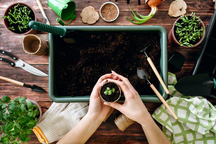 Эксперт рассказала, как правильно выбрать семена и ухаживать за рассадой