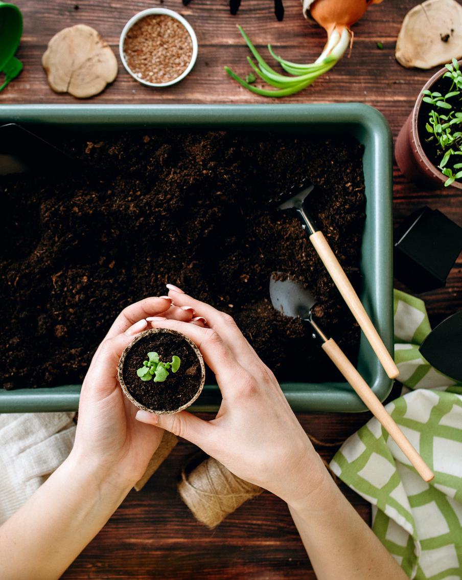 Эксперт рассказала, как правильно выбрать семена и ухаживать за рассадой