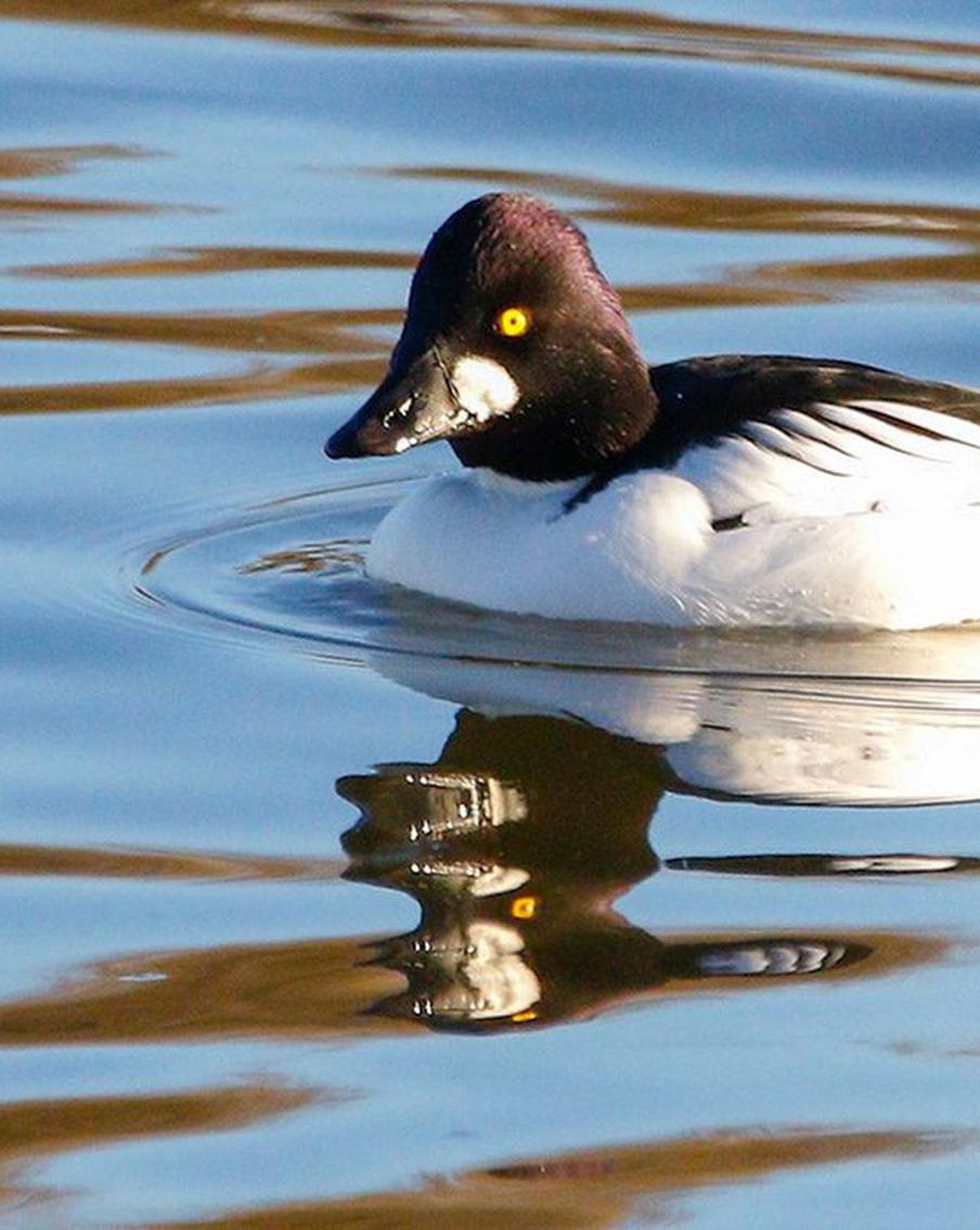 Вице-спикер МГД Орлов: Реабилитация водных объектов формирует в Москве комфортную городскую среду