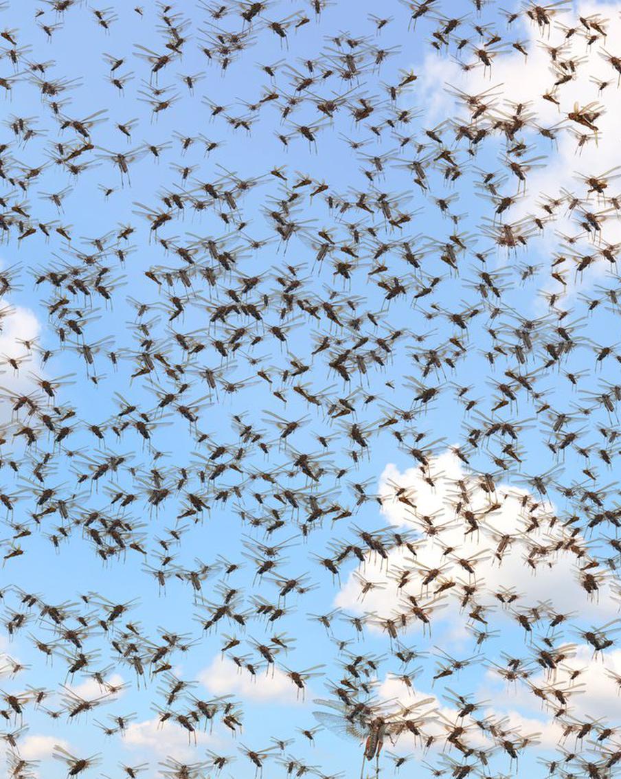 Учёные спрогнозировали массовые нашествия саранчи из-за изменения климата. Есть угроза захвата насекомыми новых территорий в Азии