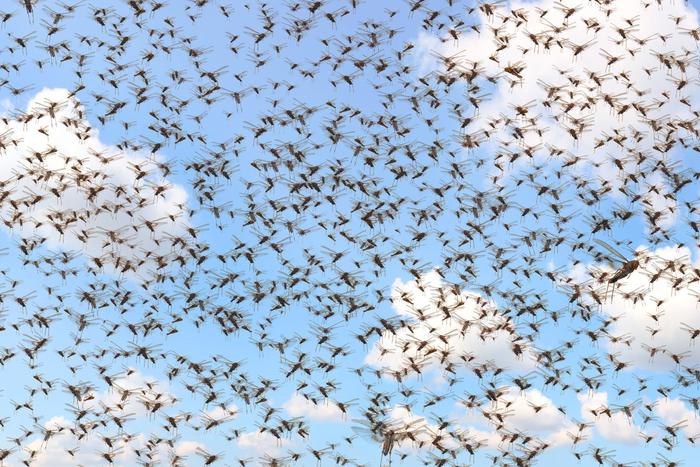 Учёные спрогнозировали массовые нашествия саранчи из-за изменения климата. Есть угроза захвата насекомыми новых территорий в Азии