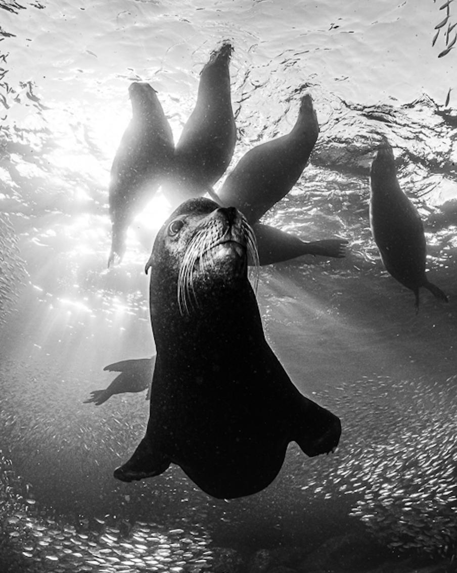 Гарем усатого сердцееда, копыта в вулканической пыли и страх в глазах: лучшие фото конкурса Monochrome Photography Awards