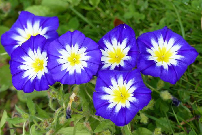 Какие растения лучше не выращивать на загородном участке, чтобы избежать проблем с законом