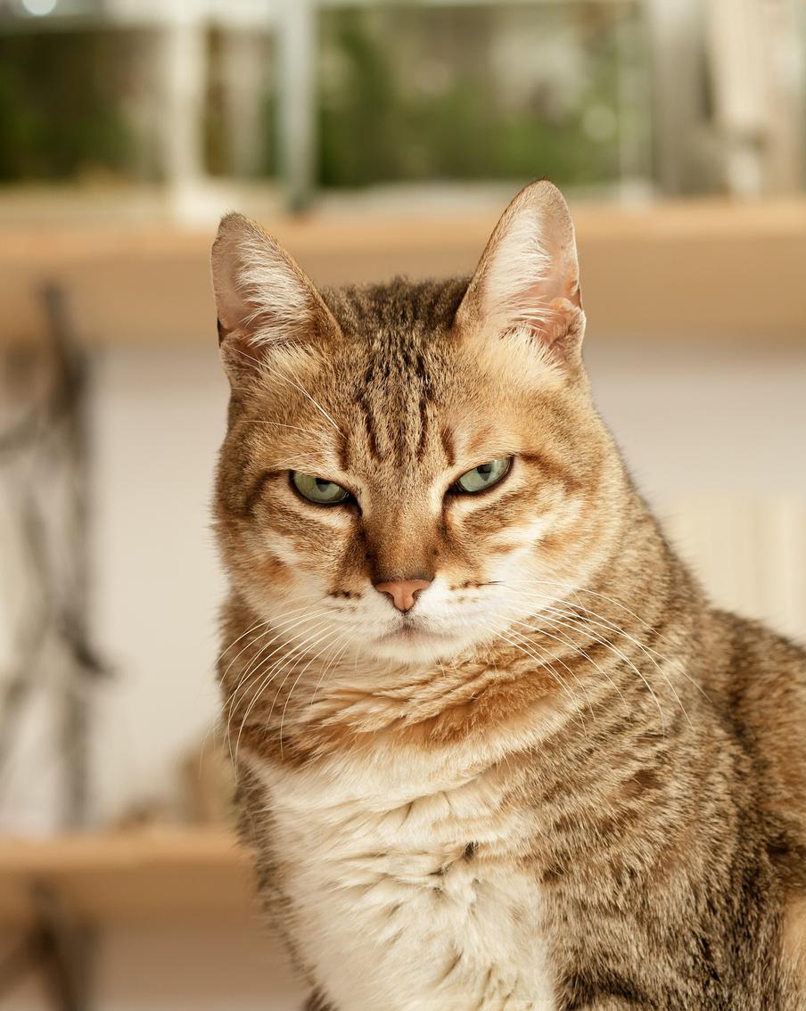 Кошачий словарь: как научиться понимать своего питомца