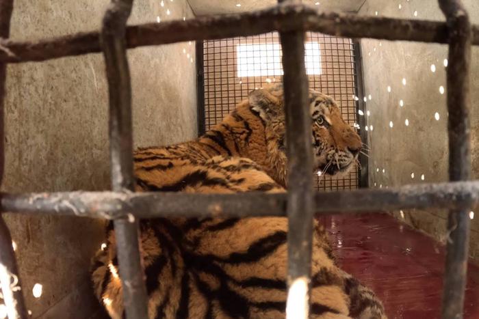 Амурский тигр чудом выжил после страшного ранения