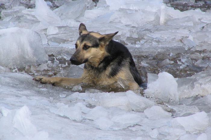 Несчастную московскую собаку вытащили из полыньи