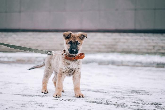 Московский скульптор делает памятник погибшему на СВО псу