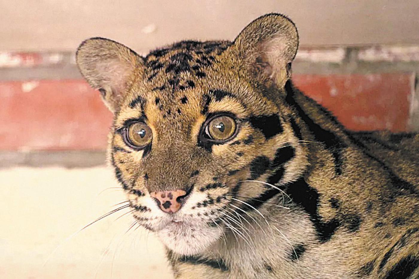 Дамы в одежде с леопардовым узором смогут бесплатно посмотреть на животных зоосада.