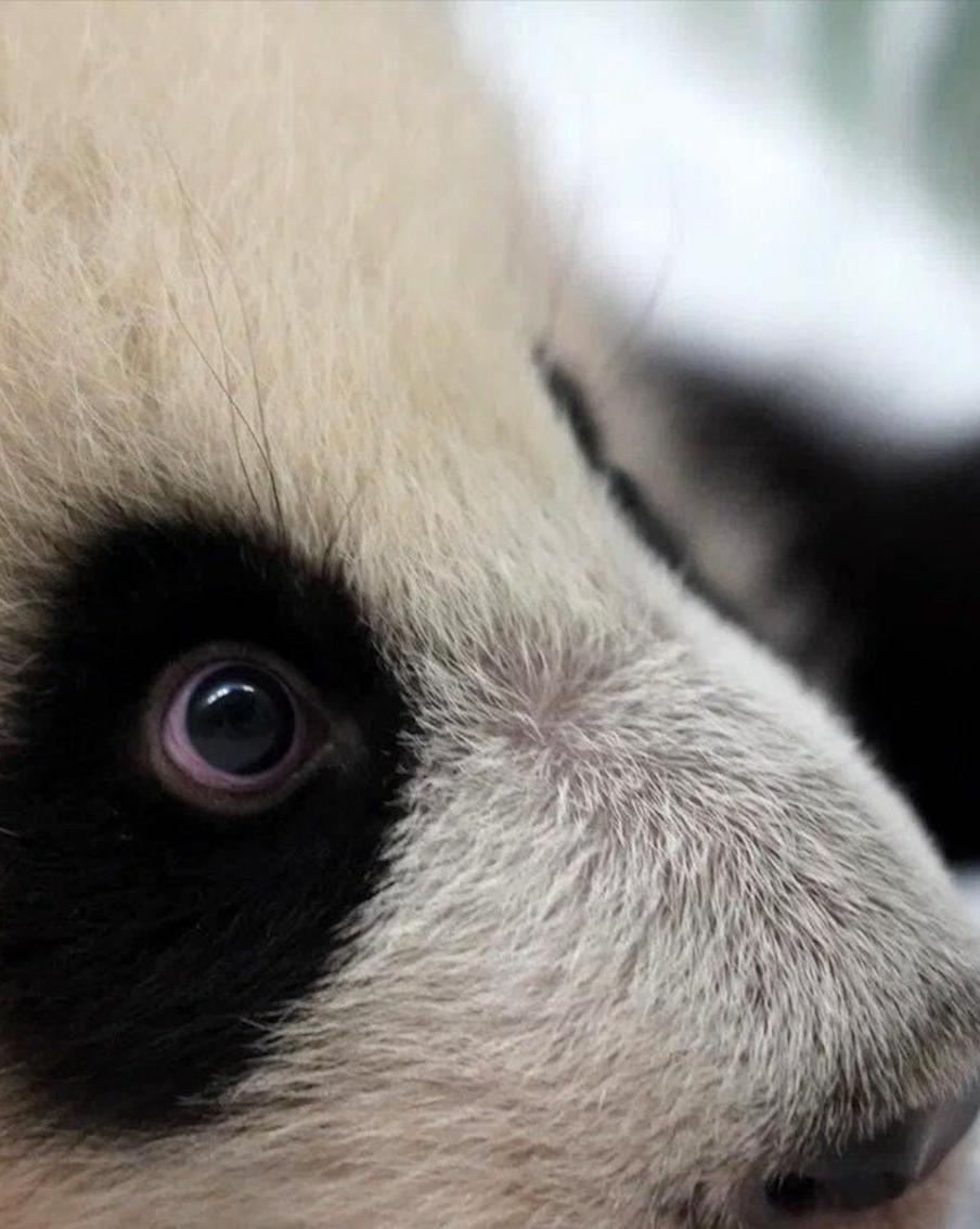 С 8 марта в Московском зоопарке можно будет увидеть Катюшу, которая до этого пряталась в отдельном вольере