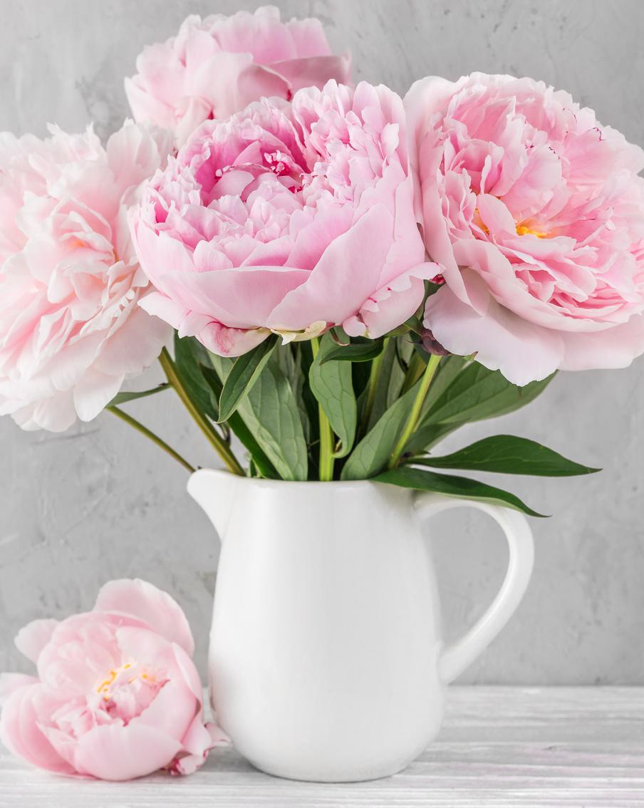 Гиацинты, хризантемы и мимозы на 8 марта лучше не дарить. Эксперт объясняет, какие цветы опасны и безопасны для аллергиков