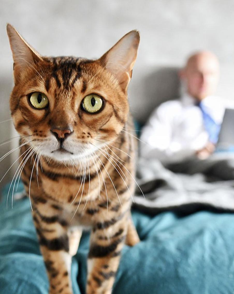 Собянин назвал самые востребованные услуги суперсервиса "Мой питомец"