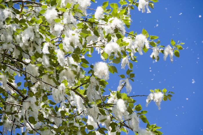 На тестовом электронном голосовании москвичам предложили ответить на вопрос: нужно ли вырубать тополя, чтобы избавиться от пуха?