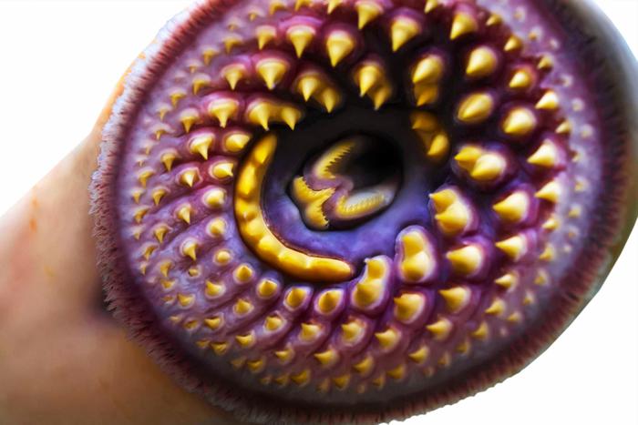 Морские монстры – наши собратья?