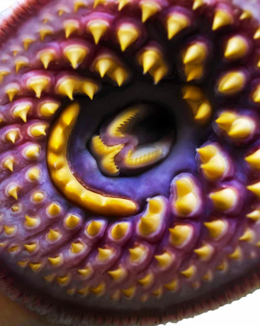 Морские монстры – наши собратья?