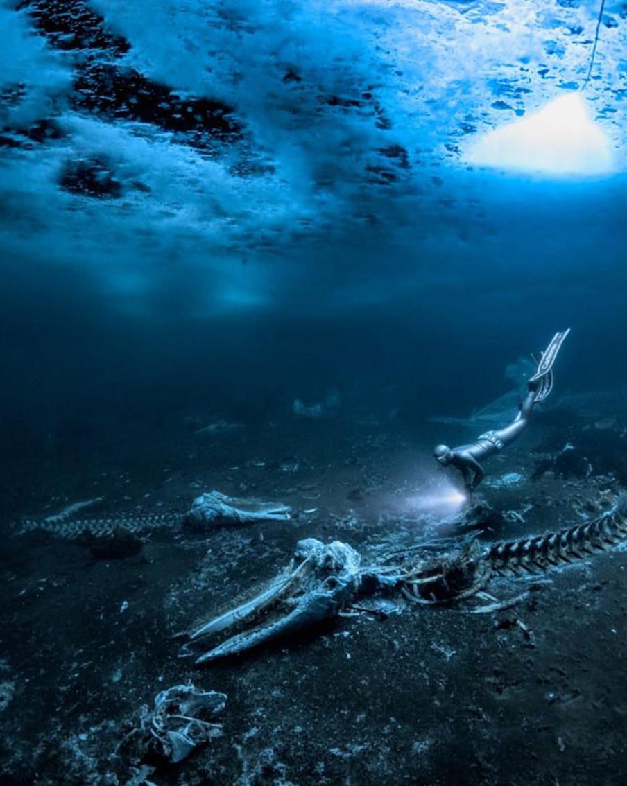 Стали известны победители конкурса "Подводный фотограф – 2024"