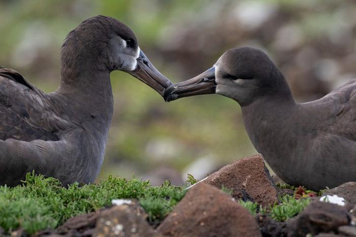 Невероятная история птенцов Бруно и Хоуп, черноногих альбатросов, находящихся на грани вымирания