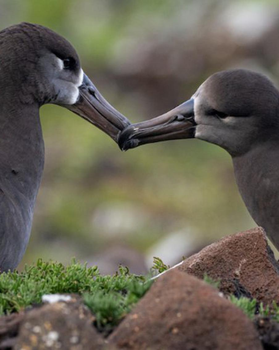 Невероятная история птенцов Бруно и Хоуп, черноногих альбатросов, находящихся на грани вымирания