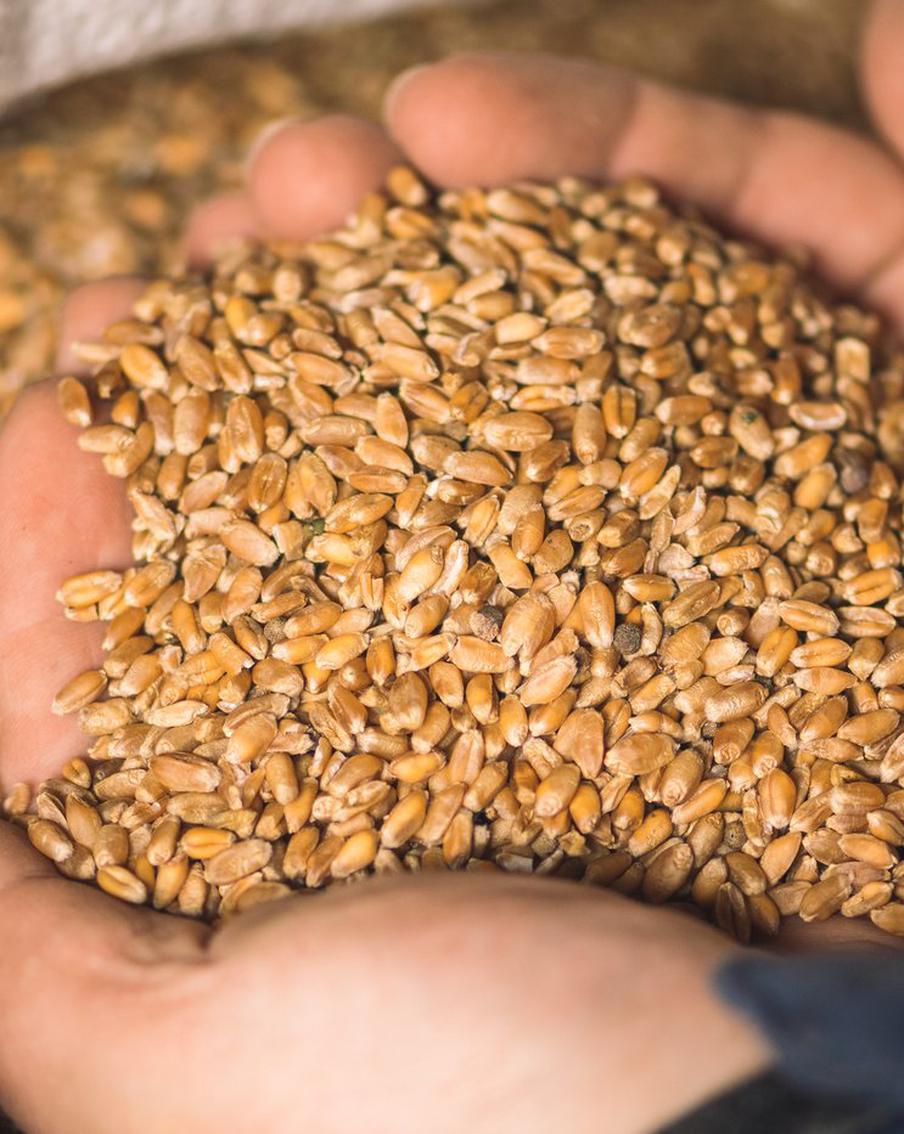 FT сообщила о планах ЕК ввести пошлину на зерно из России в €95 за тонну