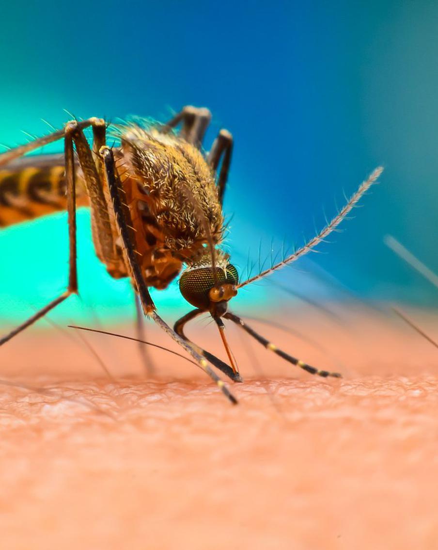 Эти животные опасны не только тем, что любят человеческую кровь