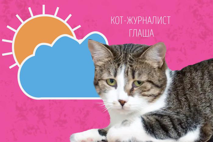 Наши коты-журналисты рассказывают о погоде в выходные: наконец-то пришла метеорологическая весна!