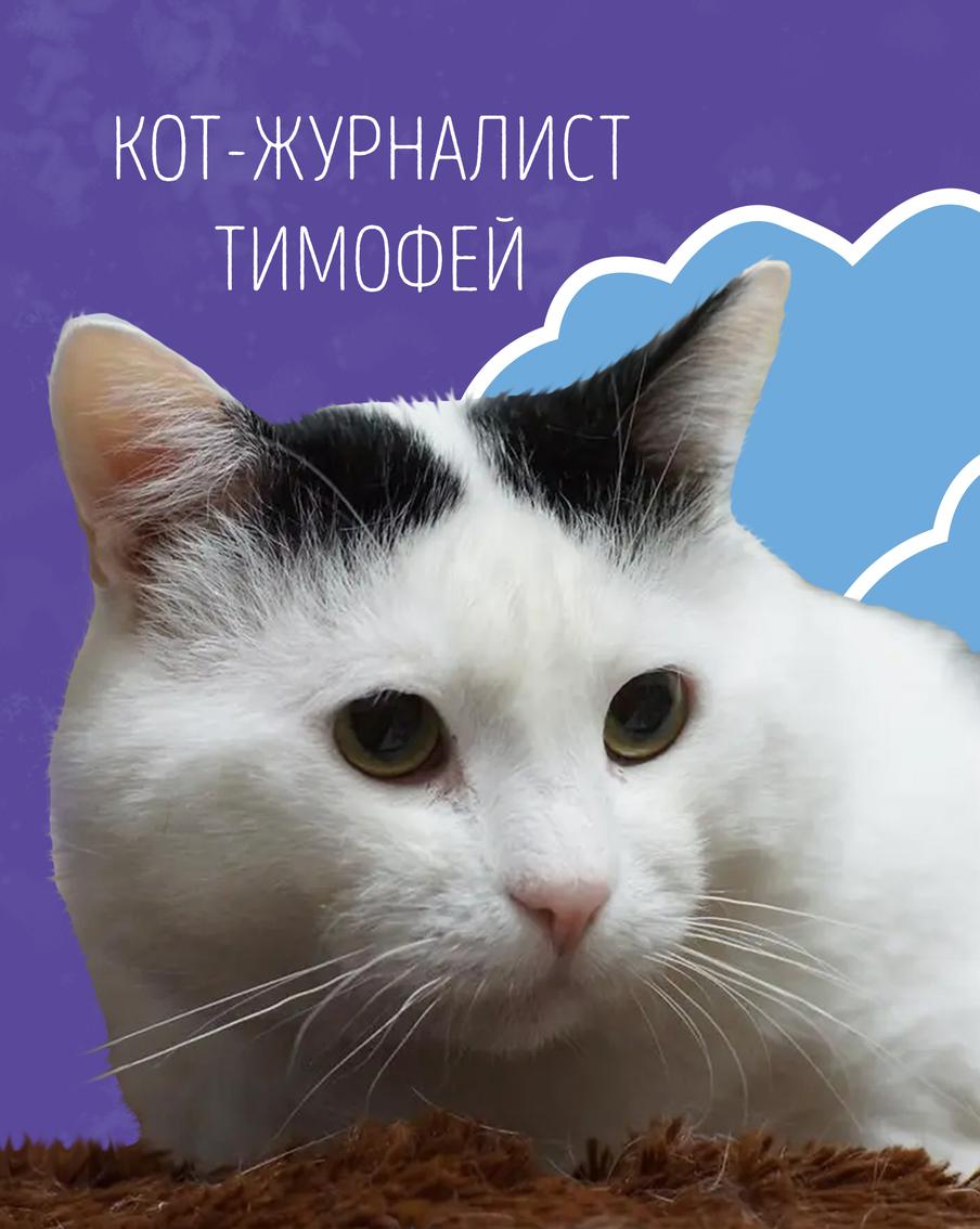 Наши коты-журналисты рассказывают о погоде: к нам идёт тепло со Средиземноморья!