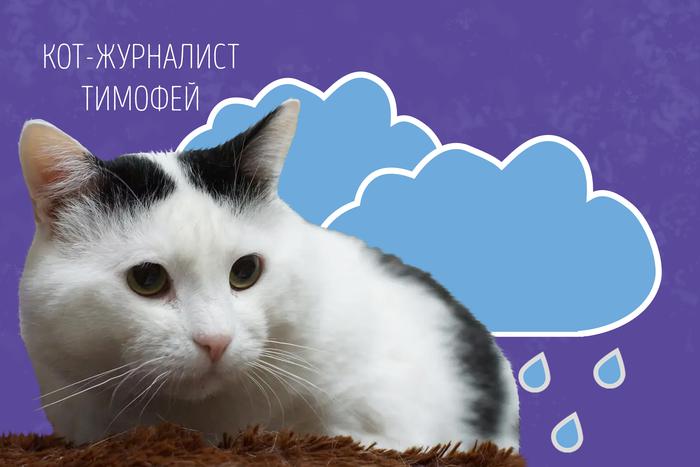 Наши коты-журналисты рассказывают о погоде: к нам идёт тепло со Средиземноморья!