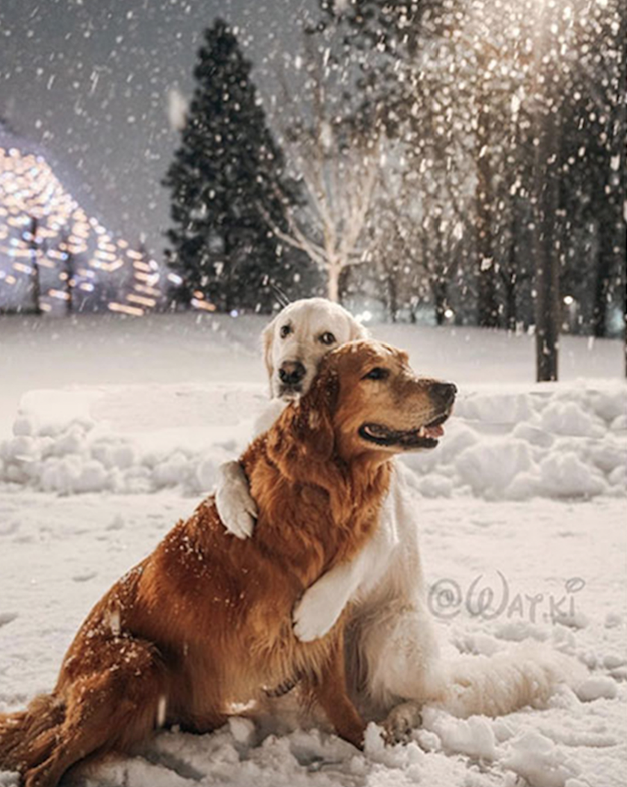 Животные в жизни и на портрете.