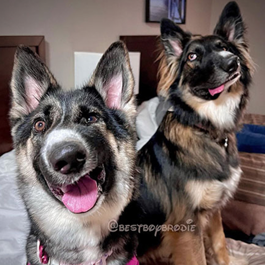 Животные в жизни и на портрете.