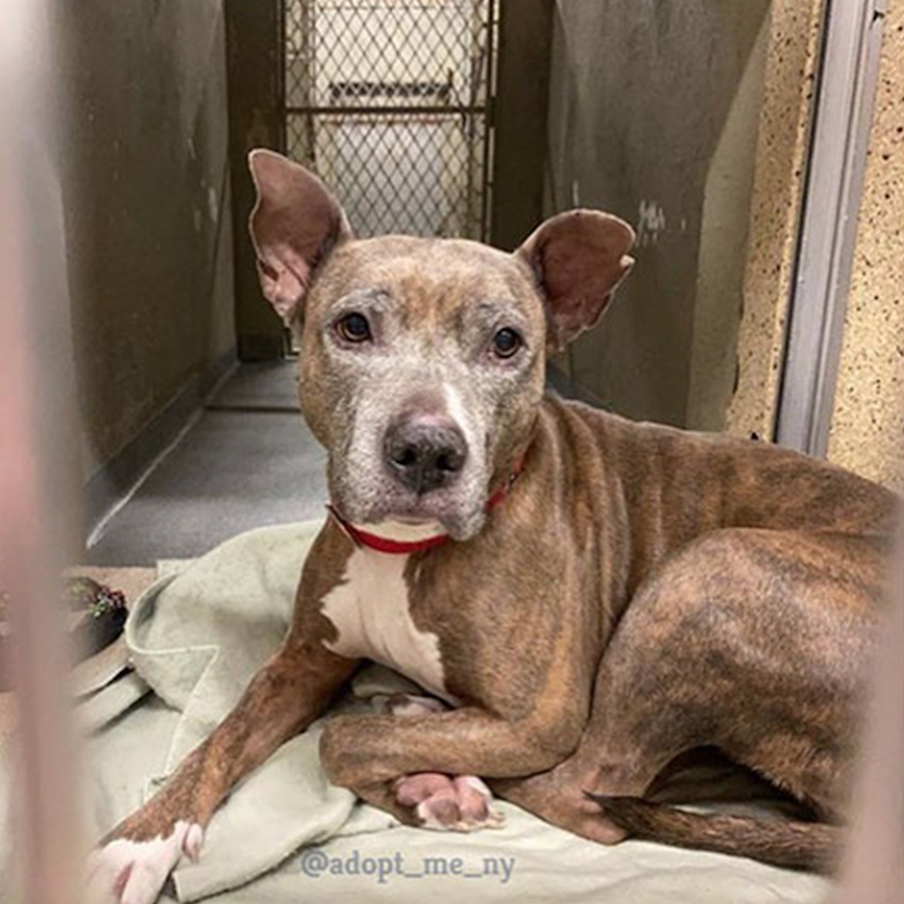 Животные в жизни и на портрете.