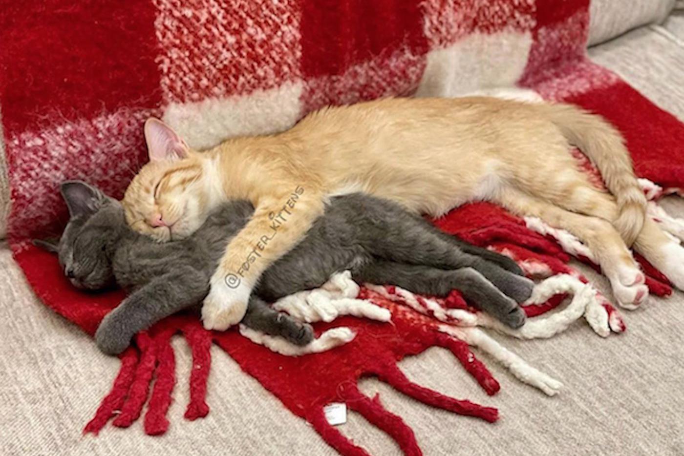 Животные в жизни и на портрете