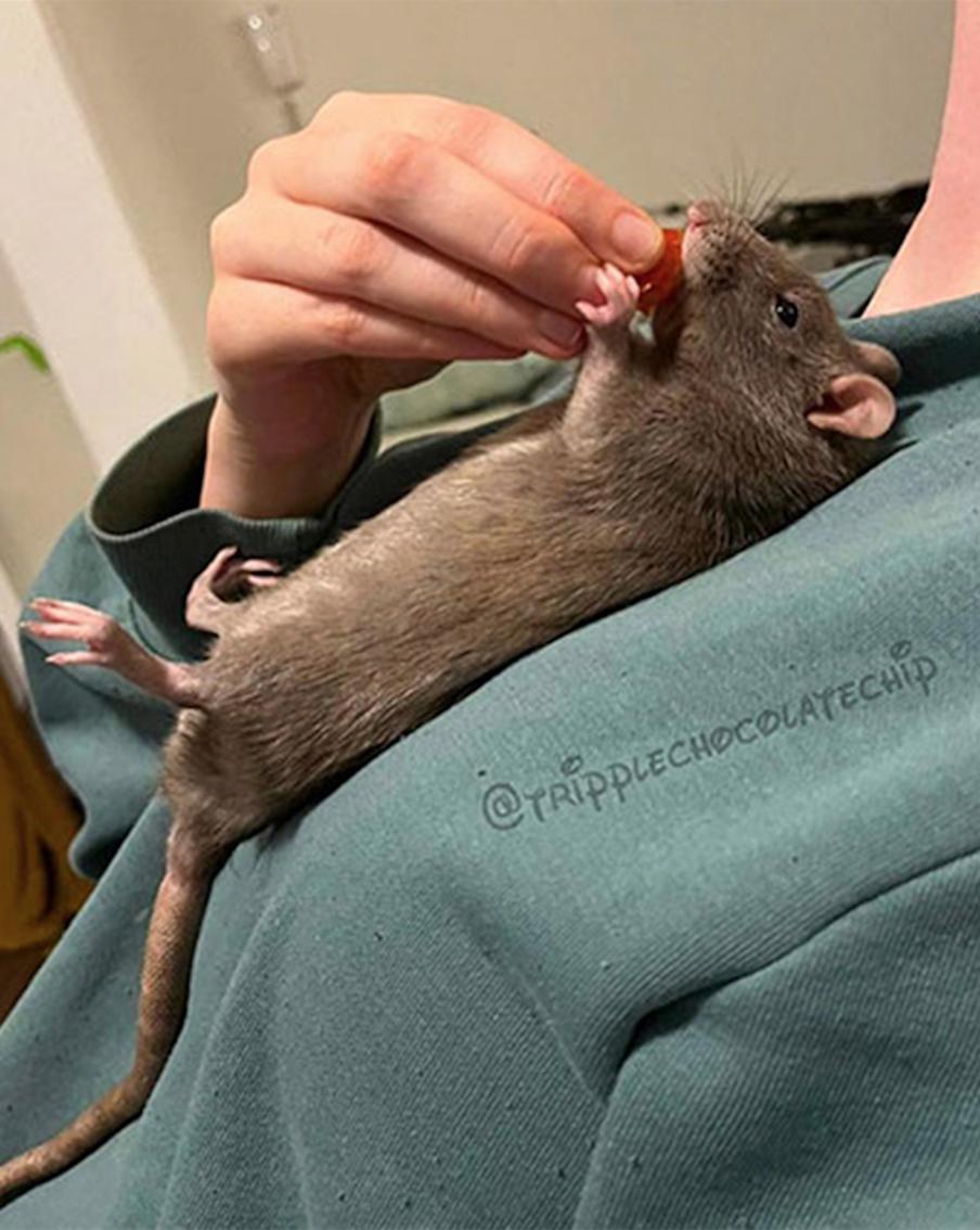 Животные в жизни и на портрете