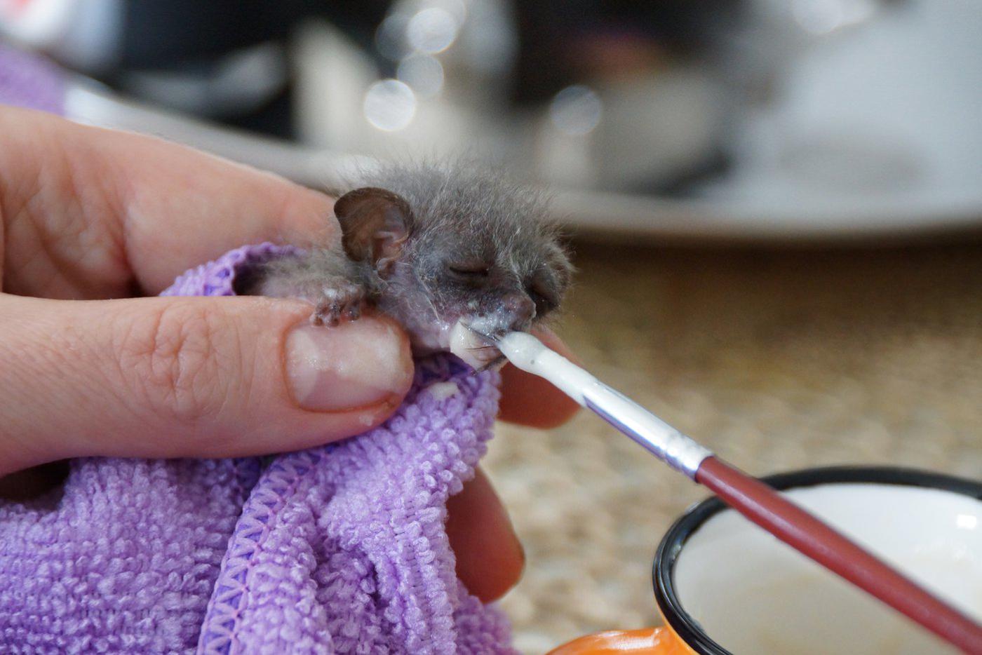 А вот как происходит процесс кормления Нанообезьяно.