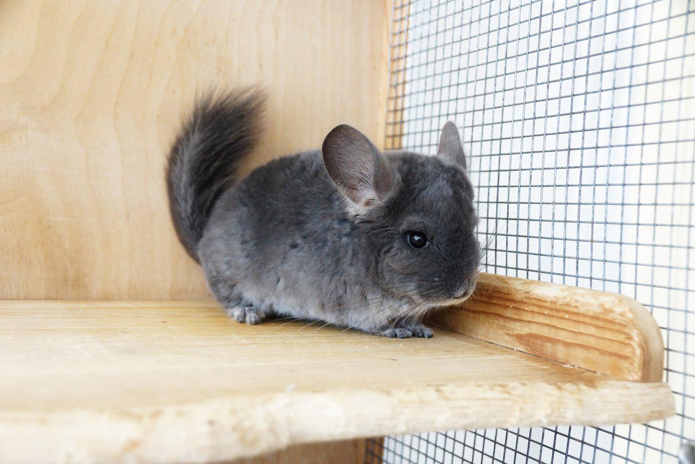 Шиншилла в недоумении – куда подевался домик, который окружал её пять секунд назад? А он в руках у хозяйки.