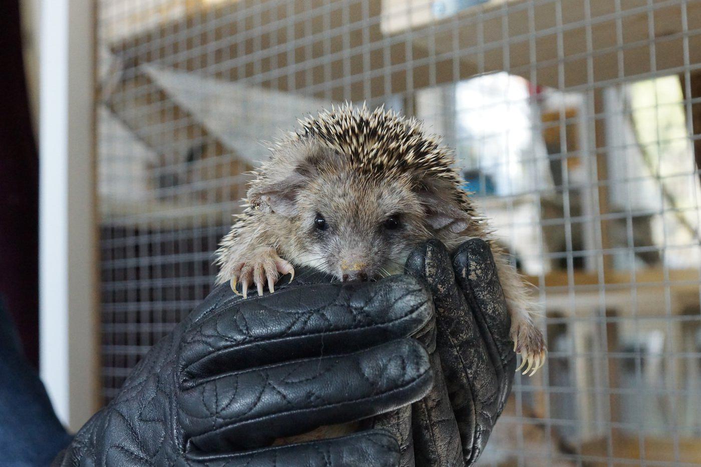 А вот милейший ёж – та ещё злюка, и держать его приходится только в непрокусываемых перчатках.