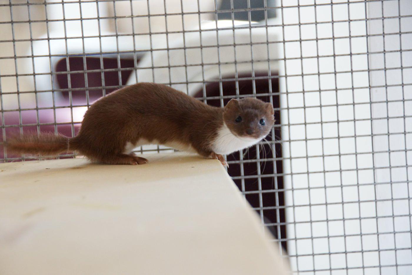 Ласка-самец в негодовании бегал по клетке, пока мы снимали на камеру его подругу на нижнем ярусе.