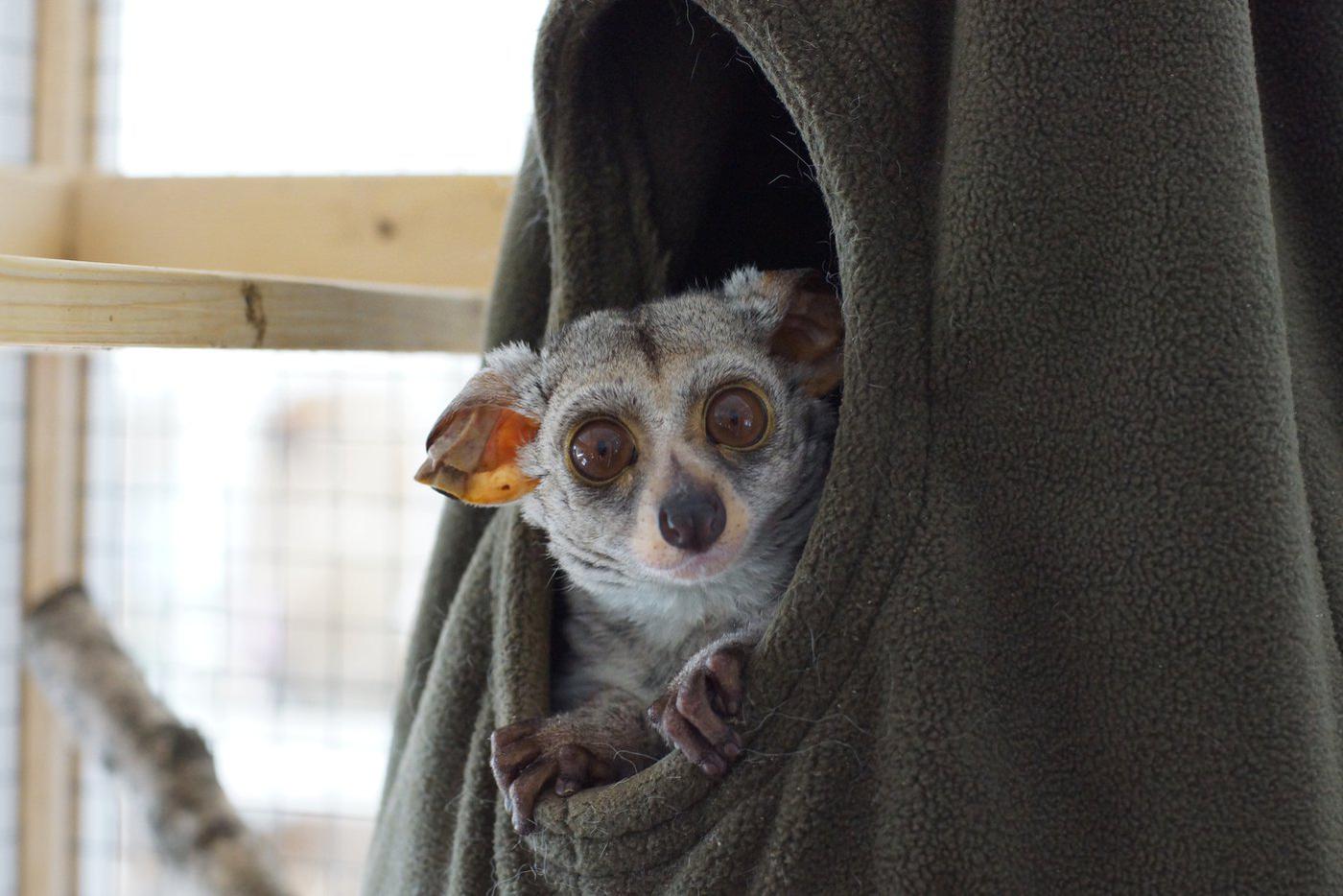 Толстохвостый галаго явно даёт нам понять, что будить посреди дня – дело некрасивое.